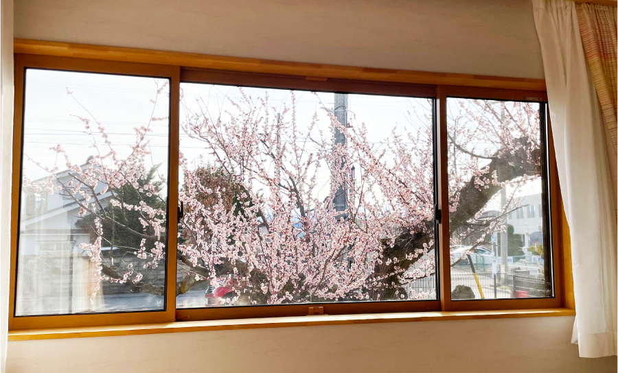 ねねいふたば　窓から見える満開の梅の花